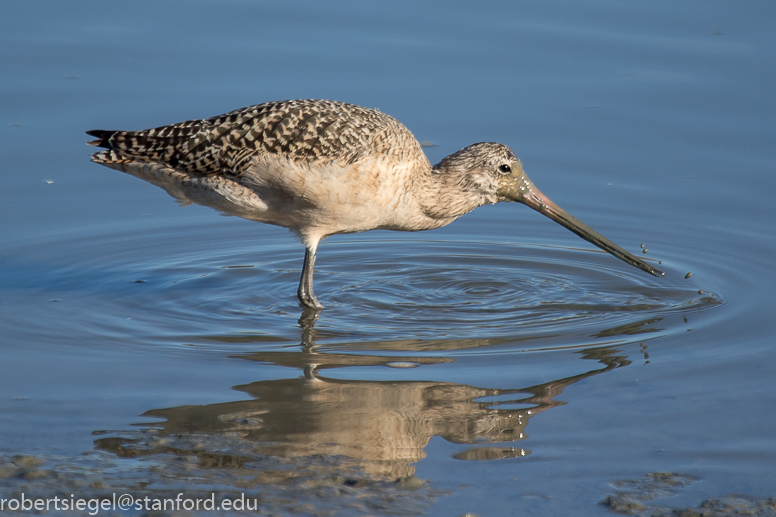 baylands